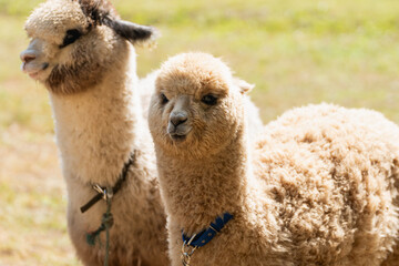 Two Adorable Alpacas with Soft Fur Standing in a Sunny Field, Showcasing Their Unique Features and Gentle Expressions in a Calm Natural Setting