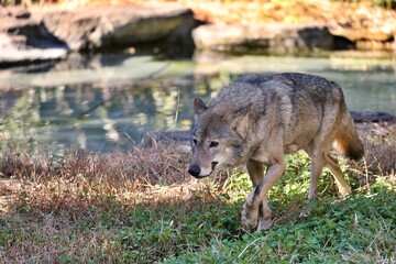 歩いて移動するタイリクオオカミ