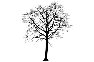 Silhouette of a big leafless tree isolated on a transparent background png file.