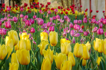 Obraz premium Tulips is The flowers are usually large, showy and brightly colored, generally red, pink, yellow, or white. Chiang Rai Province : Thailand