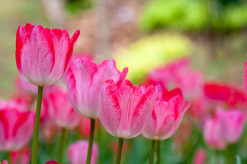 Fototapeta premium Tulips is The flowers are usually large, showy and brightly colored, generally red, pink, yellow, or white. Chiang Rai Province : Thailand