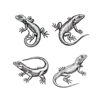 Lizard hand draw engraving design vector template illustration