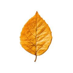 Vibrant Autumn Leaf with Intricate Textural Details