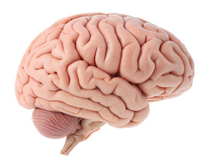 realistic human brain anatomy, internal organ, isolated on a white background with a clipping path cutout.