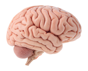 realistic human brain anatomy, internal organ, isolated on a white background with a clipping path cutout.