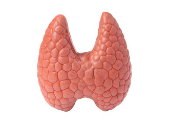 realistic healthy human thyroid gland, internal organ, throat endocrine gland, isolated on a transparent background with a clipping path cutout.