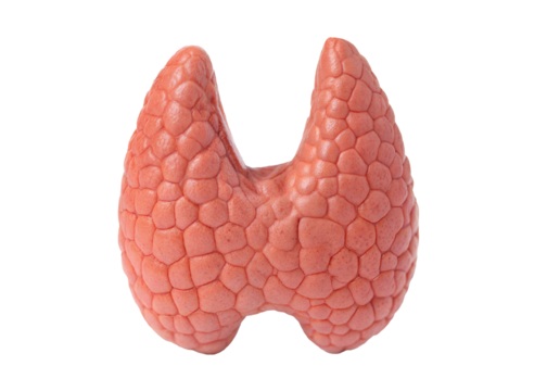 realistic healthy human thyroid gland, internal organ, throat endocrine gland, isolated on a transparent background with a clipping path cutout.