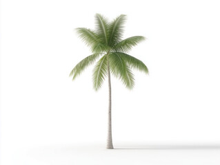 Obraz premium Standalone Coconut Palm Tree Against a White Background