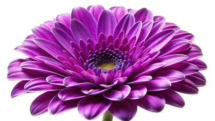Close-up Purple Flower, Delicate Petals, Bright Colors