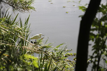 GAVIOTA