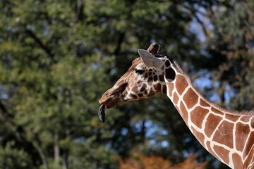 舌を出したキリンの横顔