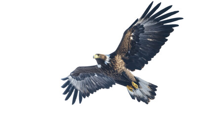 Obraz premium Eagle transparent background