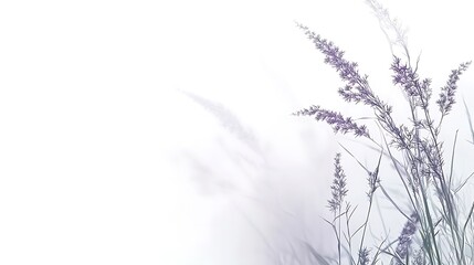 Delicate Grasses Swaying Gently In A Soft Breeze