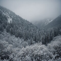 Obraz premium A soft snowfall over a dense forest at the base of snowy mountains.