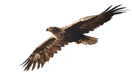 Fototapeta premium Eagle transparent background