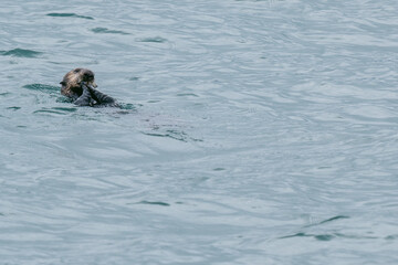 Fototapeta premium Sea otters floating in Glacier Bay National Park in southeast Alaska 