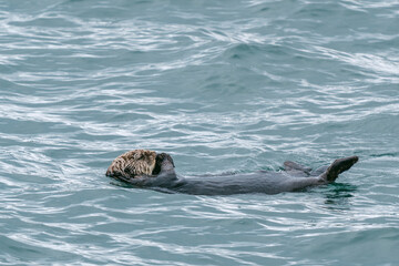 Fototapeta premium Sea otters floating in Glacier Bay National Park in southeast Alaska 