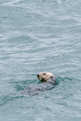 Obraz premium Sea otters floating in Glacier Bay National Park in southeast Alaska 