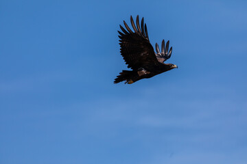 The majestic steppe eagle (Aquila nipalensis) soars gracefully over the grasslands of Bhigwan Wildlife Sanctuary, showcasing its impressive wingspan against the clear skies.