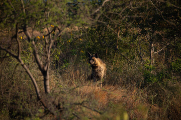 The elusive striped hyena (Hyaena hyaena) prowls the grasslands of Bhigwan Wildlife Sanctuary, its distinctive markings glowing.