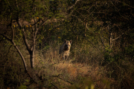 The elusive striped hyena (Hyaena hyaena) prowls the grasslands of Bhigwan Wildlife Sanctuary, its distinctive markings glowing under the warm golden hour sunlight.
