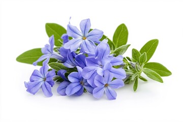 Fresh Blue Flowers with Green Leaves on White Background for Nature Themes