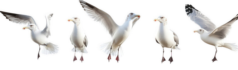 Fototapeta premium series of five seagulls in various flying poses against a white background. showcasing their wings and movements this collection can be used for educational purposes. wildlife representation. or artis