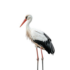 Fototapeta premium a solitary stork stands gracefully on two long legs against a minimalistic white background. showcasing its elegant posture and distinctive features. including a long red beak and contrasting black an