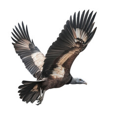 Fototapeta premium a majestic vulture soars gracefully through the air. showcasing its expansive wingspan and striking plumage against a soft white background beauty and power of this bird in flight. emphasizing its ro