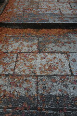 落ち葉がある石段