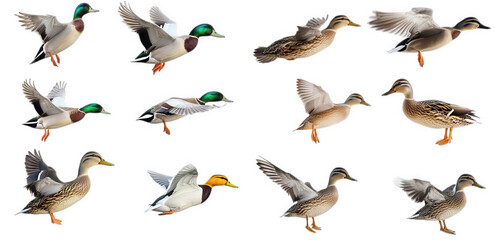 Obraz premium various ducks in flight and at rest. showcasing their distinct plumage and postures the arrangement highlights the diversity of these birds. making it suitable for educational or illustrative purposes