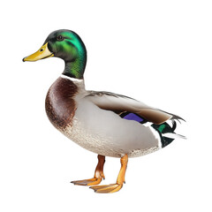 Obraz premium realistic illustration of a male mallard duck. showcasing its vibrant green head. brown chest. and gray body the duck stands on a white background. emphasizing its detailed features and colors. making