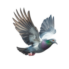 a beautifully rendered pigeon in mid-flight. showcasing its elegant wings and vibrant plumage. particularly the iridescent green and purple hues on its neck this representation highlights the grace an