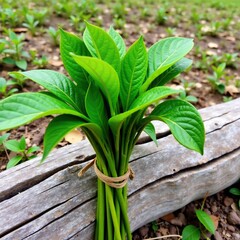 Obraz premium A bundle of dried green leaves holds its shape on a weathered wooden branch, natural textures, rustic scene
