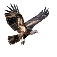 Obraz premium a soaring vulture with outstretched wings. showcasing its impressive wingspan and distinctive features. such as a bare head and sharp beak. against a clean white background this representation highlig