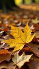 Softly fallen yellow maple leaf amidst the carpet of autumn leaves, tree, earthy, brown