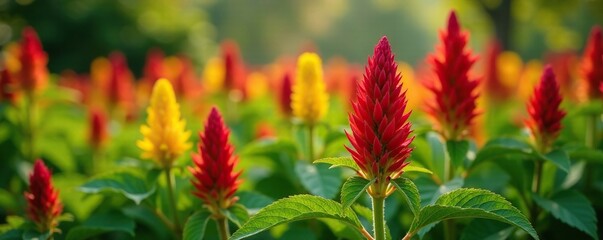 Celosia pinnate red yellow foliage autumn leaves, greenery, plant