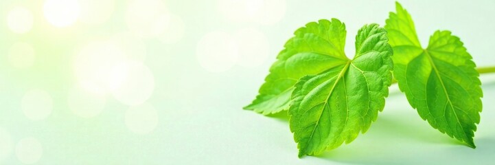 Obraz premium Fresh gotu kola leaves on white background with soft light, closeup, nature, gotu kola