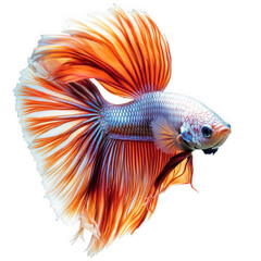 Fototapeta premium vibrant betta fish with flowing fins and a striking color pattern of red and orange against a white background. showcasing its beauty and grace the fish is positioned to highlight its elaborate tail a