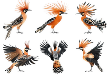 various artistic depictions of a hoopoe bird. highlighting its distinctive orange and black plumage and elaborate crest the birds are presented in different poses. emphasizing their unique features an