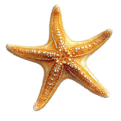 detailed illustration of a starfish. showcasing its unique texture and coloration. primarily in shades of orange with white accents the starfish is displayed against a plain white background. emphasiz