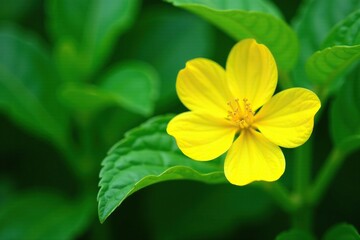 Delicate yellow watermelon flower blooms on a lush green leaf, floral, greenery