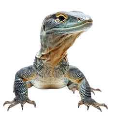 Obraz premium close-up of a lizard. showcasing its detailed scales and vibrant colors against a plain white background the lizard is posed in a way that highlights its unique features. emphasizing its natural beaut
