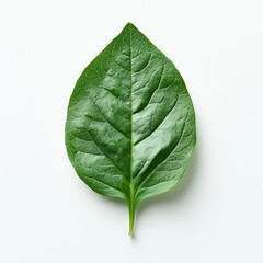 Obraz premium Close-up of a vibrant green leaf isolated on a white background. A perfect image for nature, botany, and environmental themes.