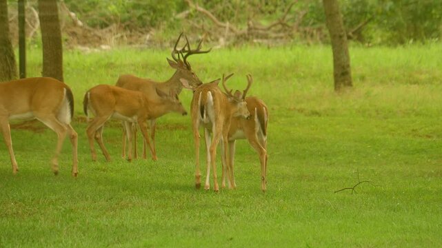 A small herd of Whitetail Deer meet and greet in an open field.  One buck smells a doe to check to see if she's in heat and shows this by flehmen his lips.