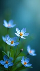 Forgetting past worries among delicate blue forget me nots, forgetmeot, stress, relaxation