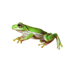 Fototapeta premium Green Tree Frog Portrait 