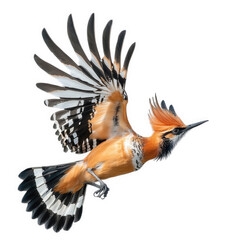Obraz premium a vibrant bird in flight. showcasing its striking orange plumage and distinctive feather patterns the bird's wings are spread wide. capturing a moment of dynamic movement against a clean white backgro