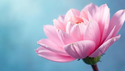 Delicate floral petals unfolding in soft pink and light blue hues, ethereal, flower, light blue