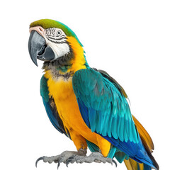 vibrant macaw parrot. showcasing its striking blue and green feathers. bright yellow chest. and distinctive facial markings the bird stands proudly against a plain white background. emphasizing its co